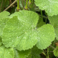 Erodium pelargoniflorum